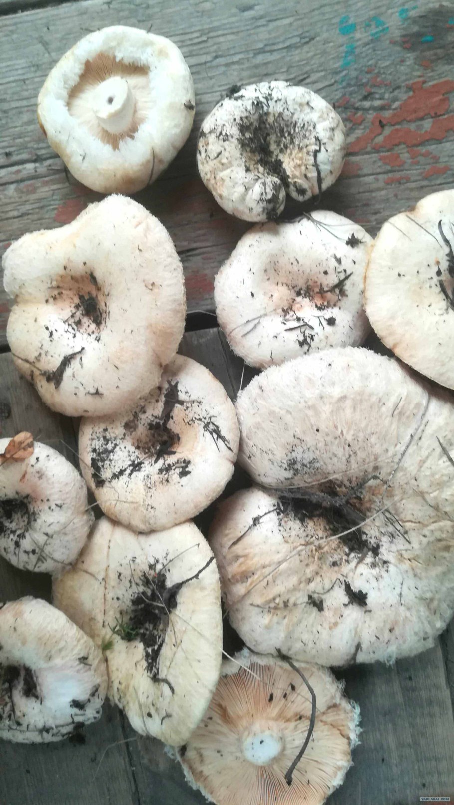 Гриб волнушка млечник шиповатый