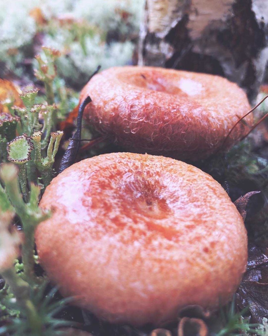 Волнушка белая Lactarius pubescens