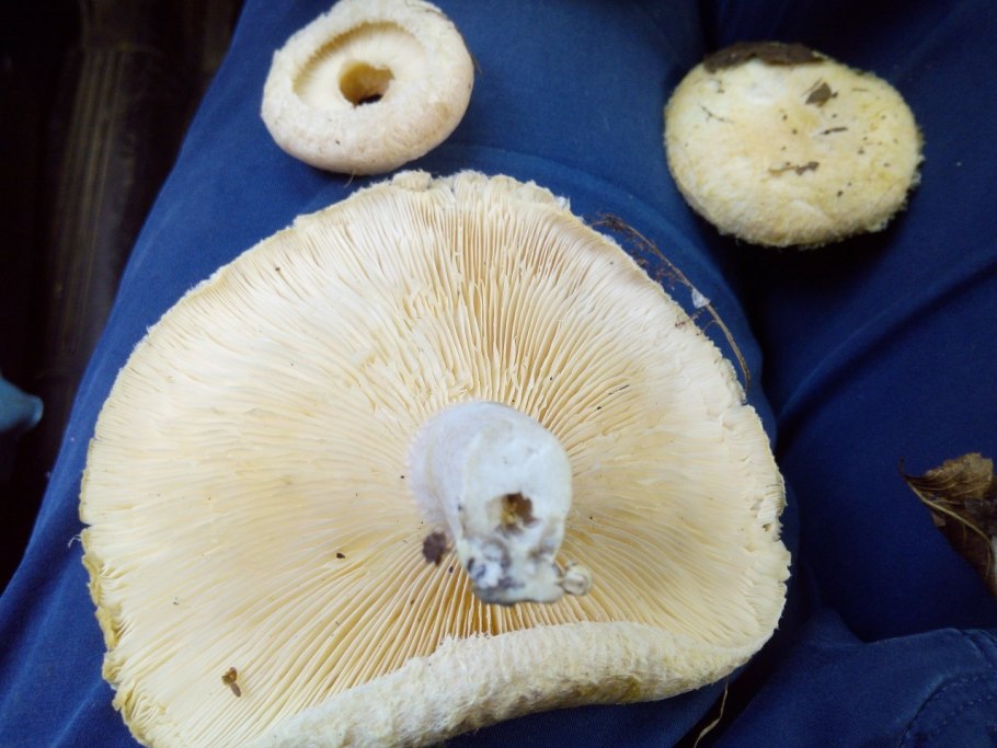 Волнушки грибы