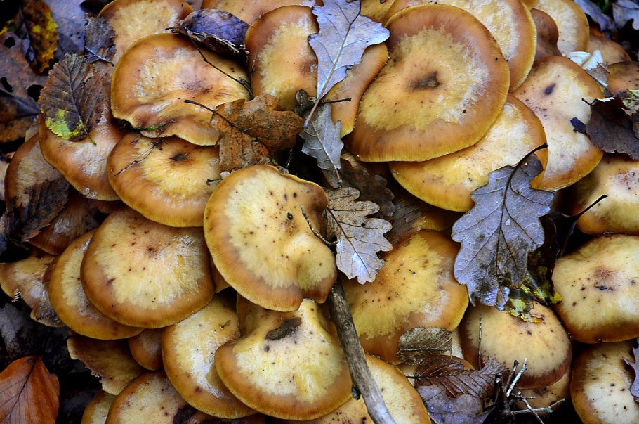 Чешуйчатка боровая pholiota spumosa