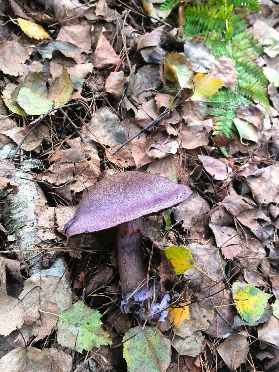 Паутинник гриб в Подмосковье