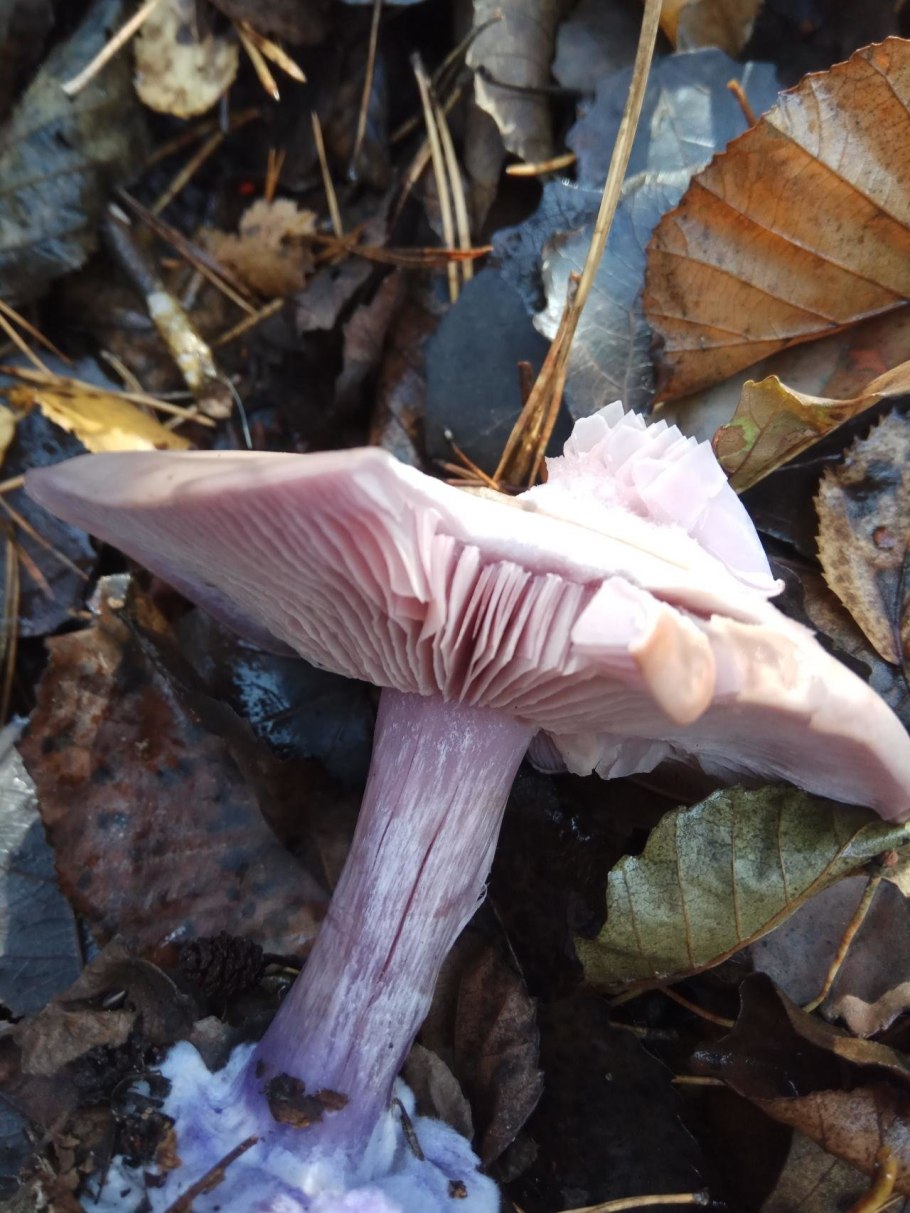 Рядовка фиолетовая Lepista nuda