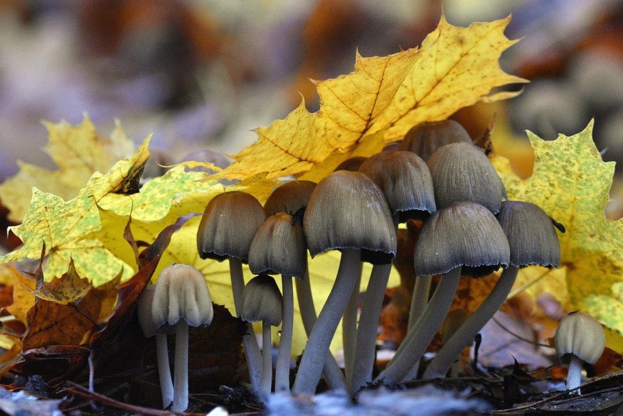 Паутинник лиловый