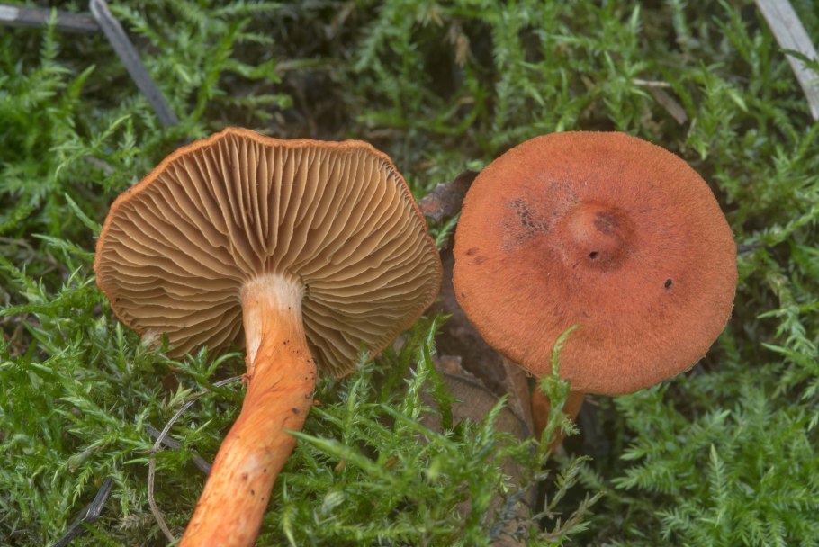 Паутинник болотный Cortinarius uliginosus