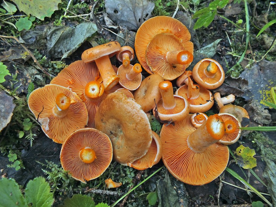 Рыжик еловый (Lactarius deterrimus)