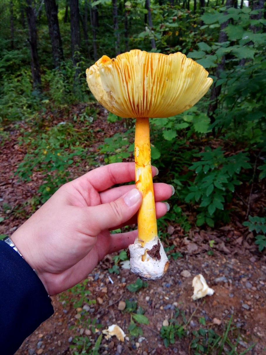 Гриб цезарский Приморье