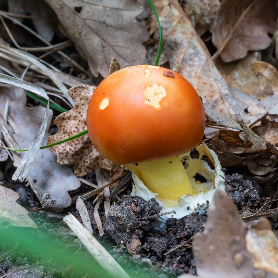 Цезарский гриб, Императорский гриб