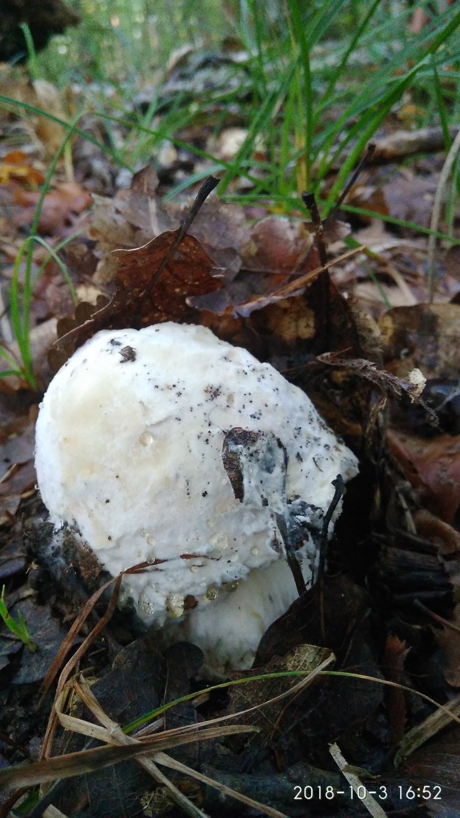 Цезарский мухомор