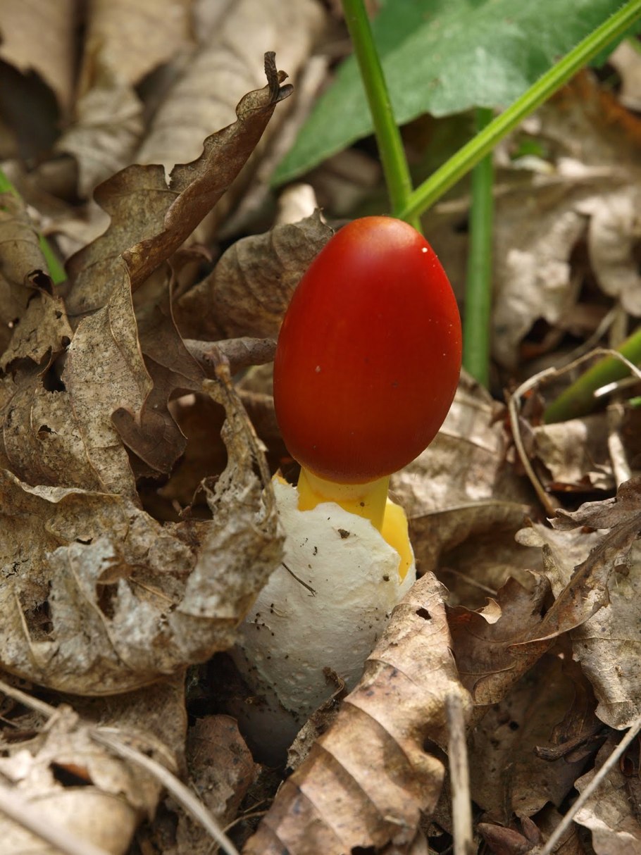 Цезарский гриб Amanita Caesarea