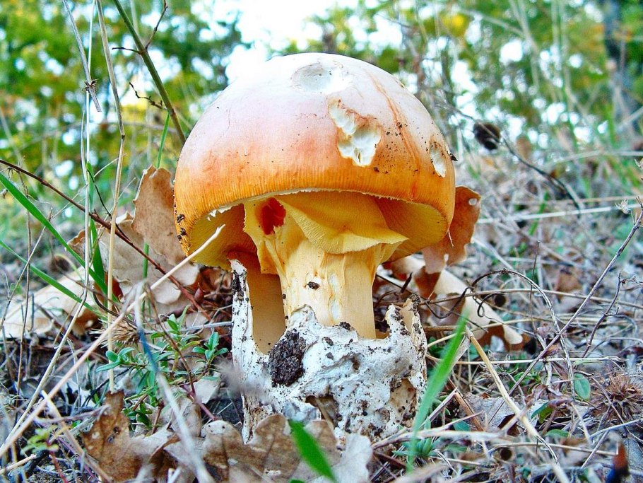 Цезарский гриб