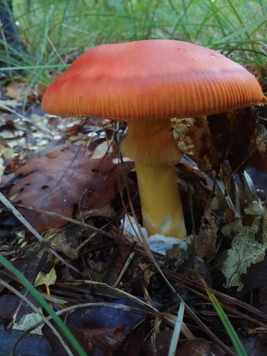 Цезарский (Кесарев) гриб