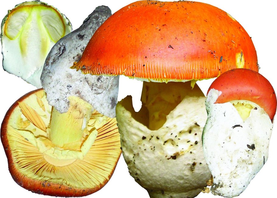 Мухомор Цезаря