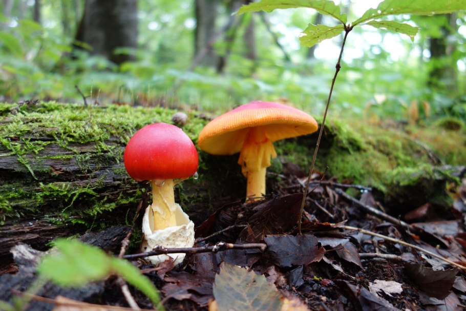 Кесарев гриб Дальневосточный