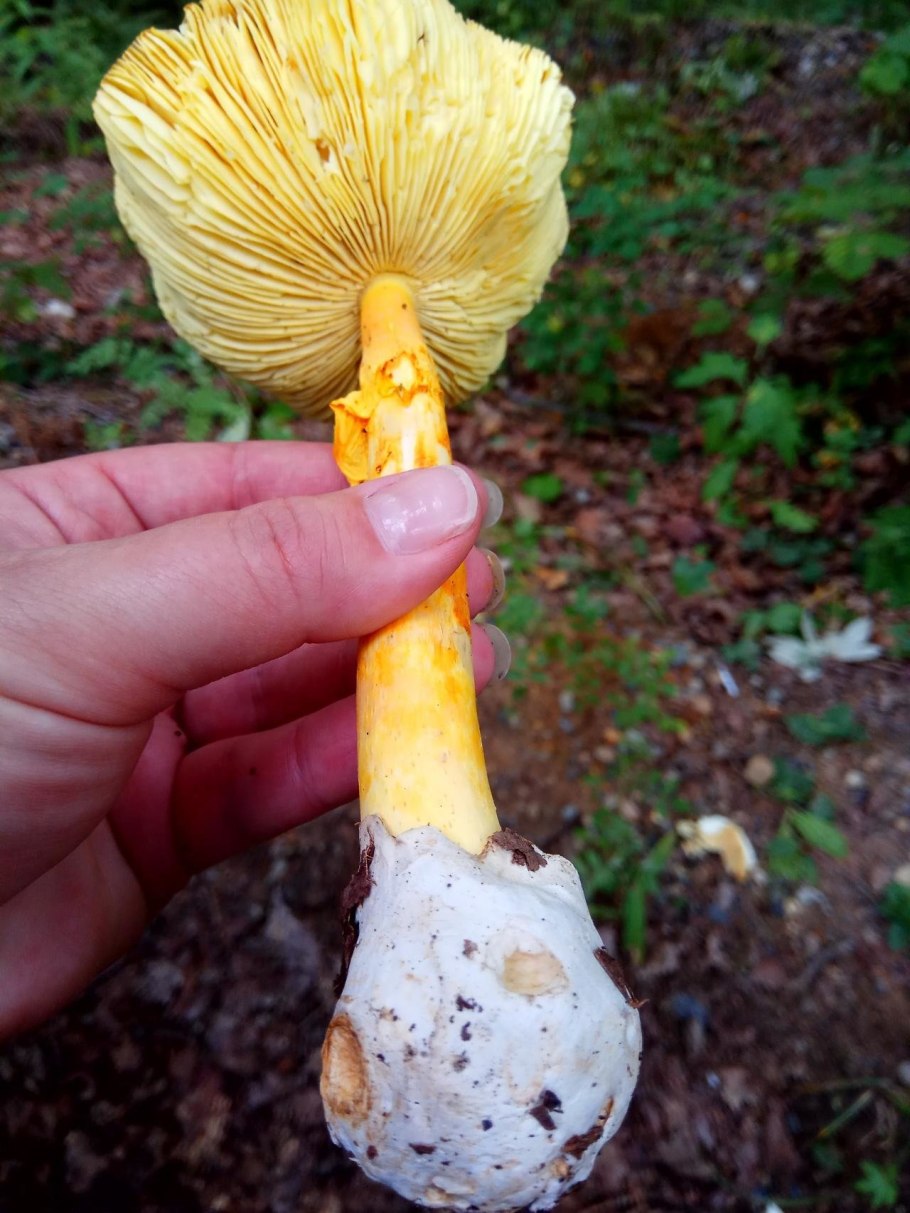 Цезарский гриб Amanita Caesarea