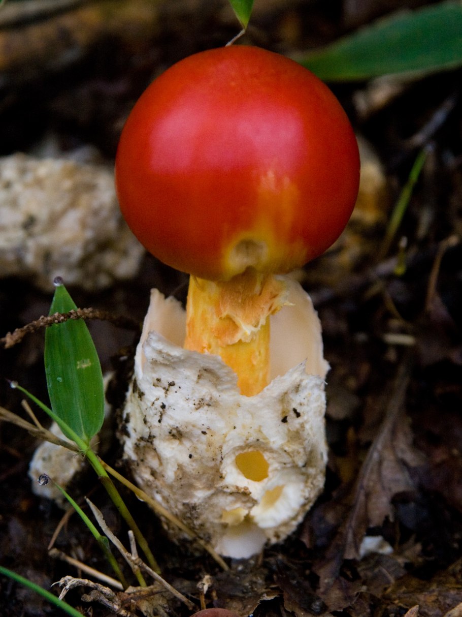 Цезарский гриб Дальневосточный