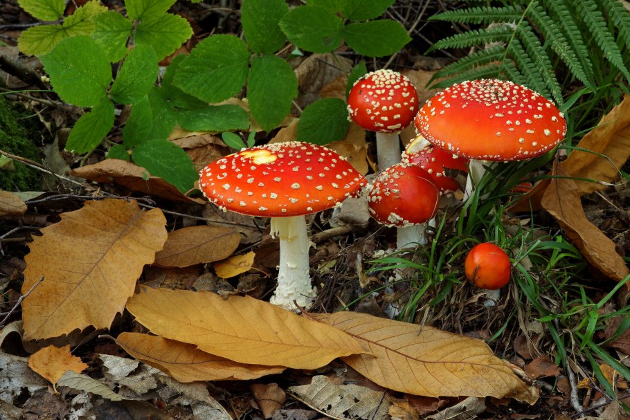 Цезарский гриб Дальневосточный Amanita caesareoides