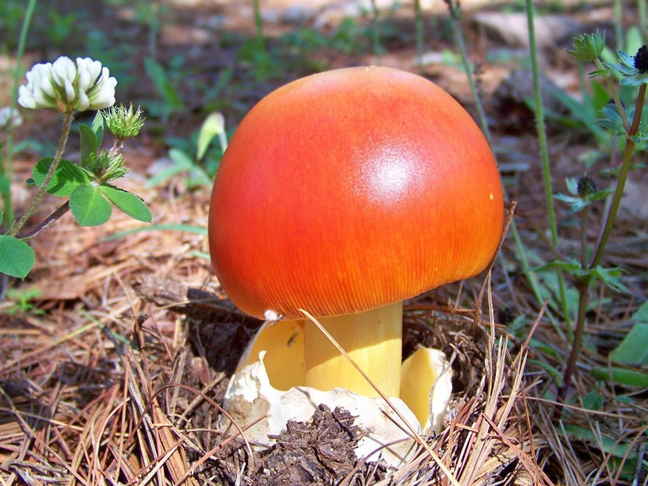 Цезарский гриб Amanita Caesarea