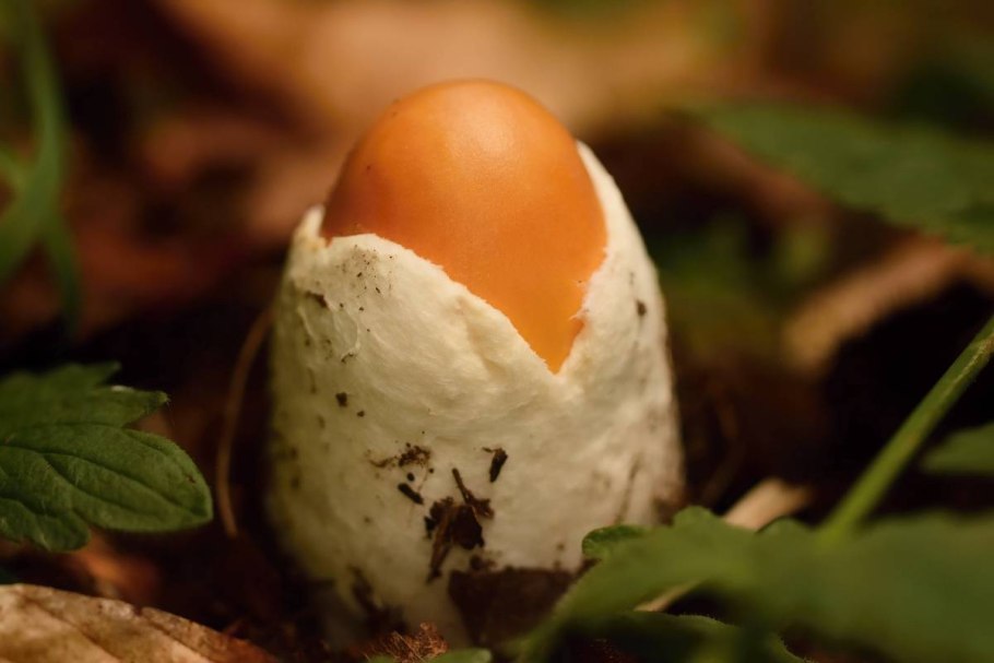 Цезарский гриб яйцо