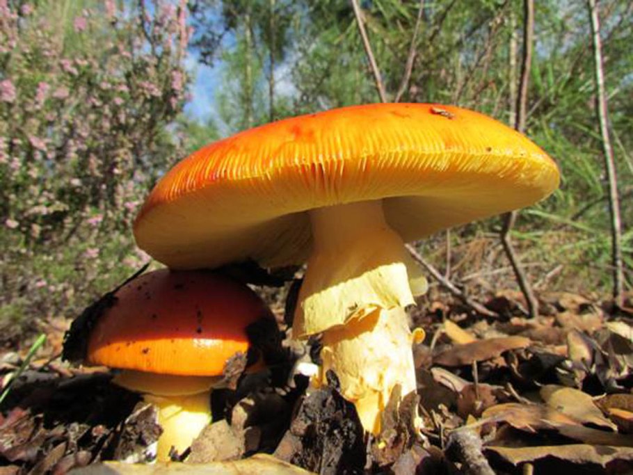 Гриб яйцо Цезаря