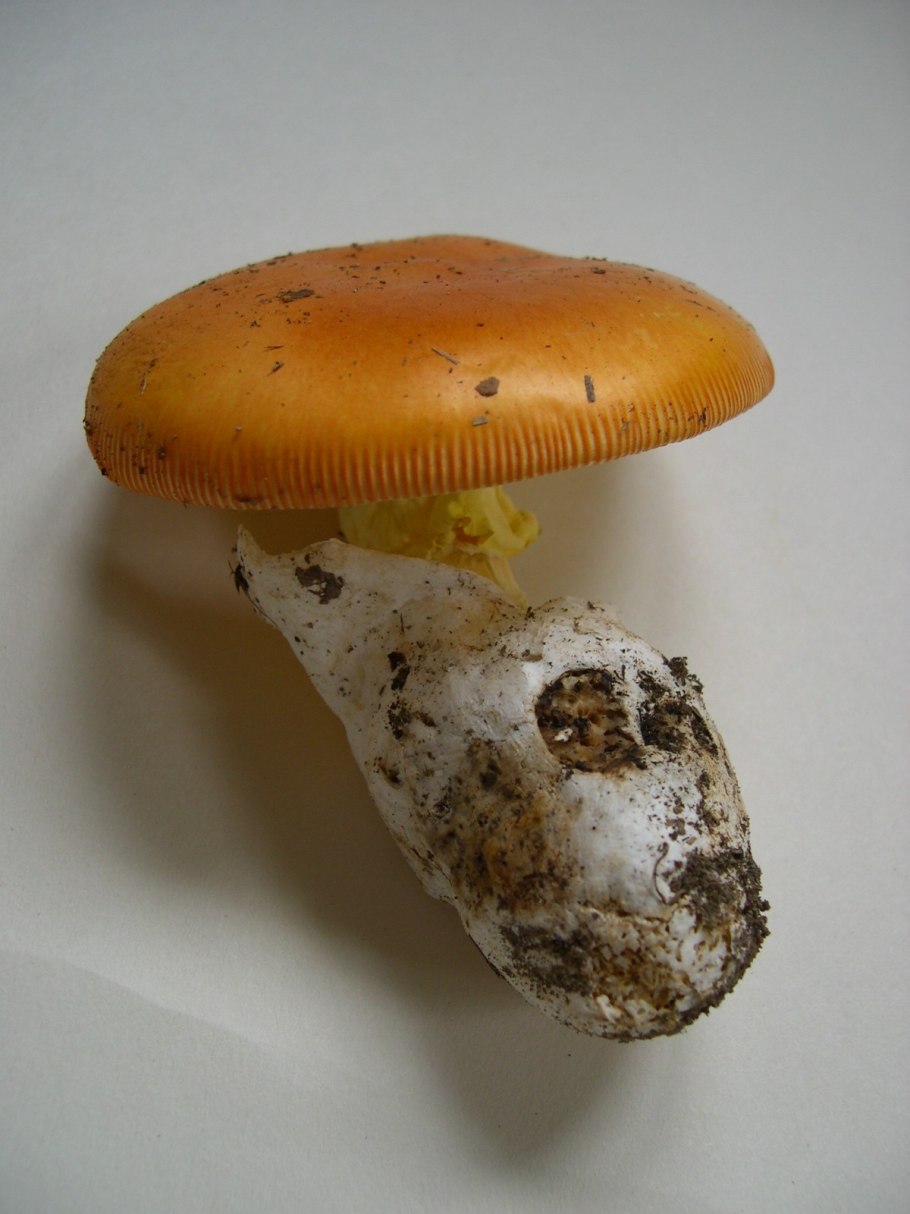 Цезарский гриб, Императорский гриб