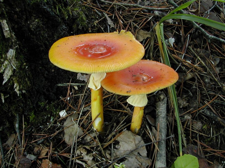 Цезарский мухомор