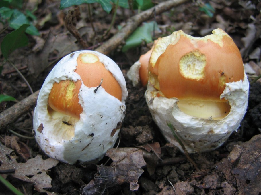 Аманита Цезария