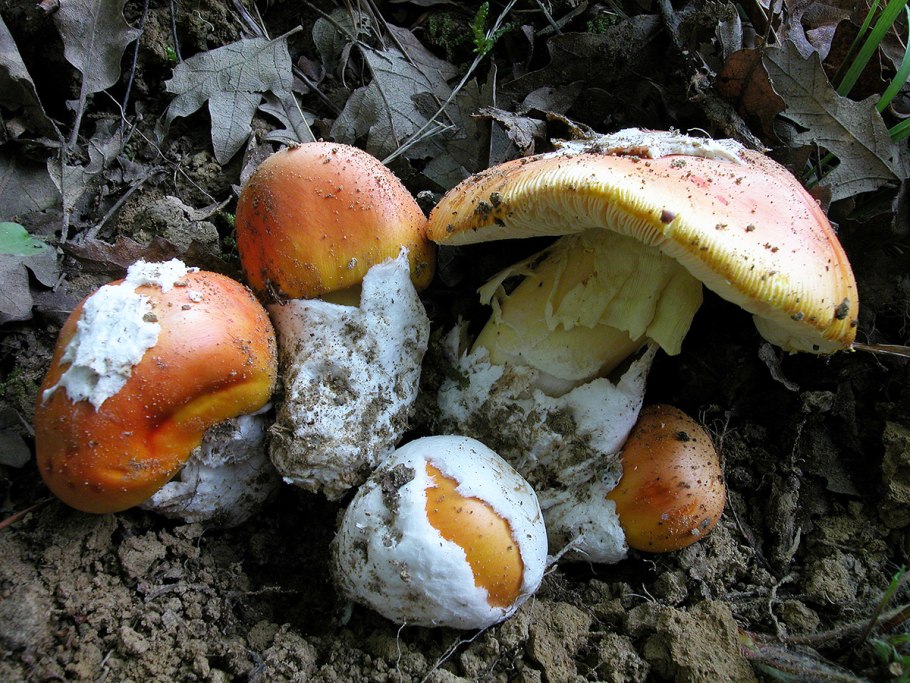 Мухомор Цезаря