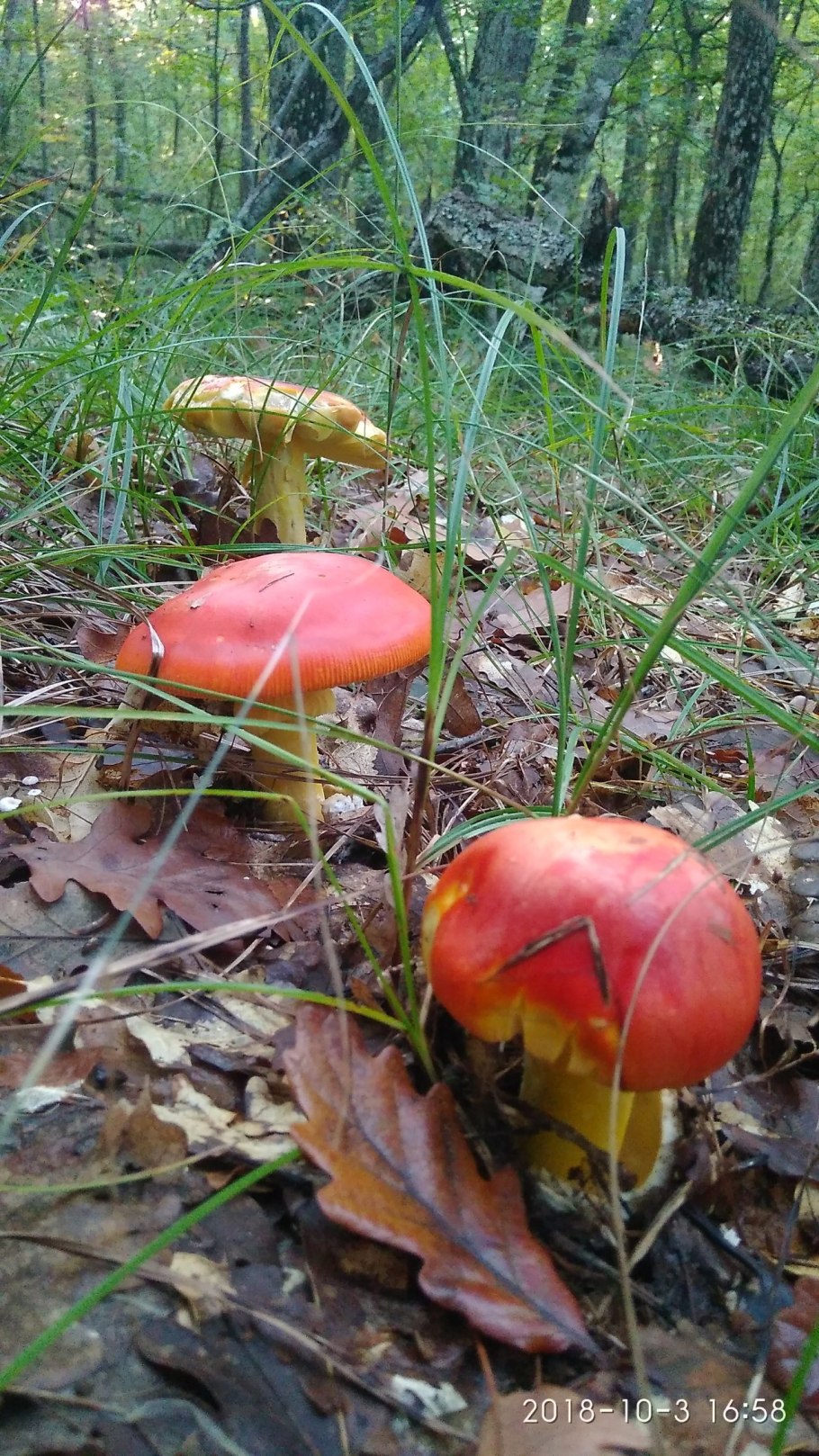 Мухомор цезаревидный