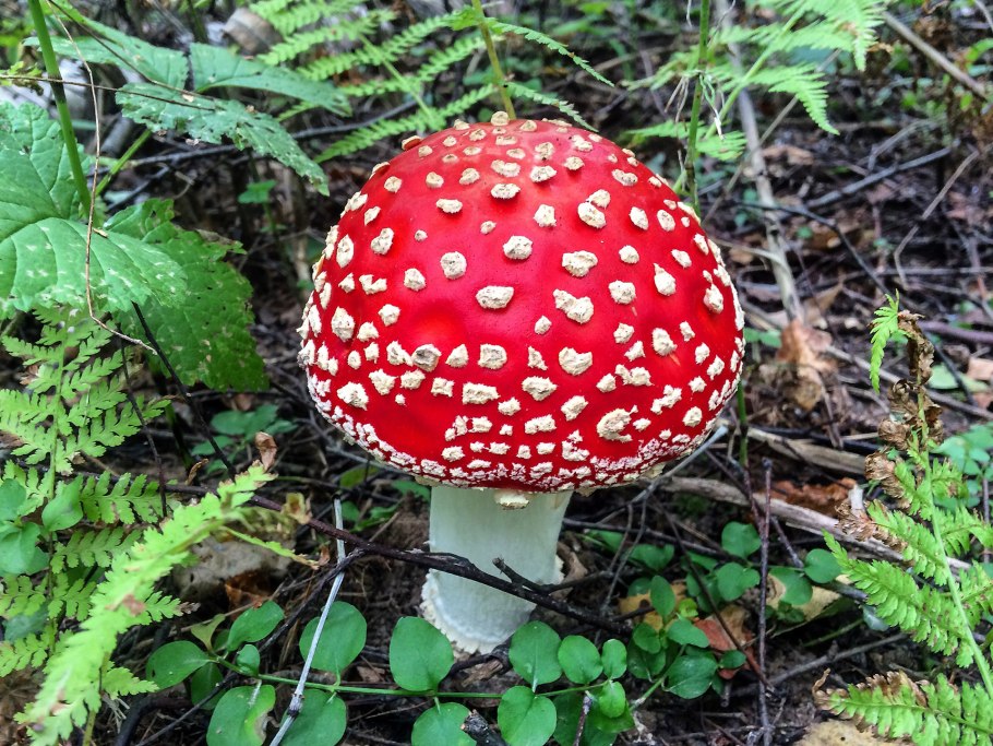 Мухомор Цезаря шляпка