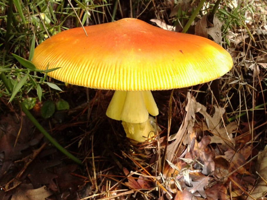 Цезарский гриб дальневосточный