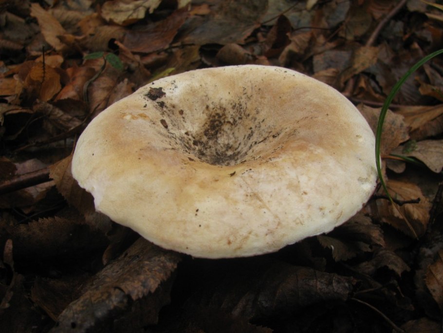 Белый груздь скрипун