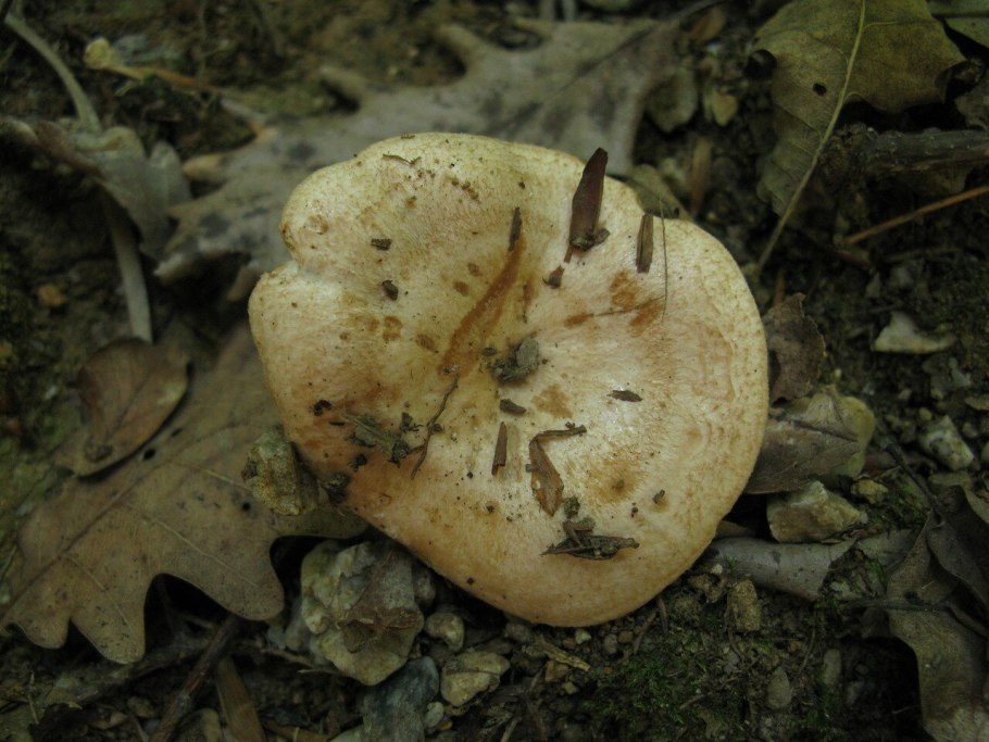 Грузди водянистые