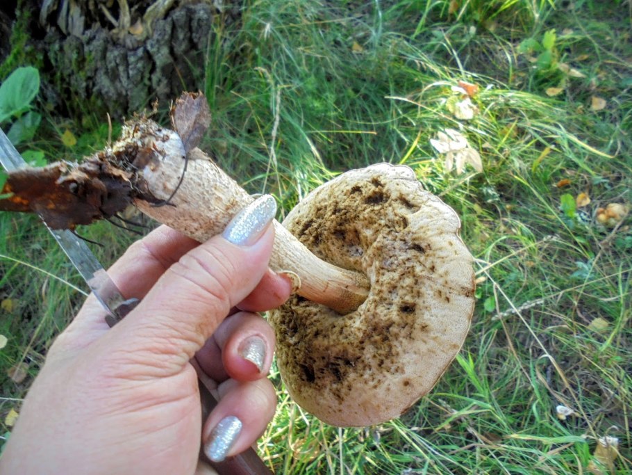 Обабок чернеющий гриб