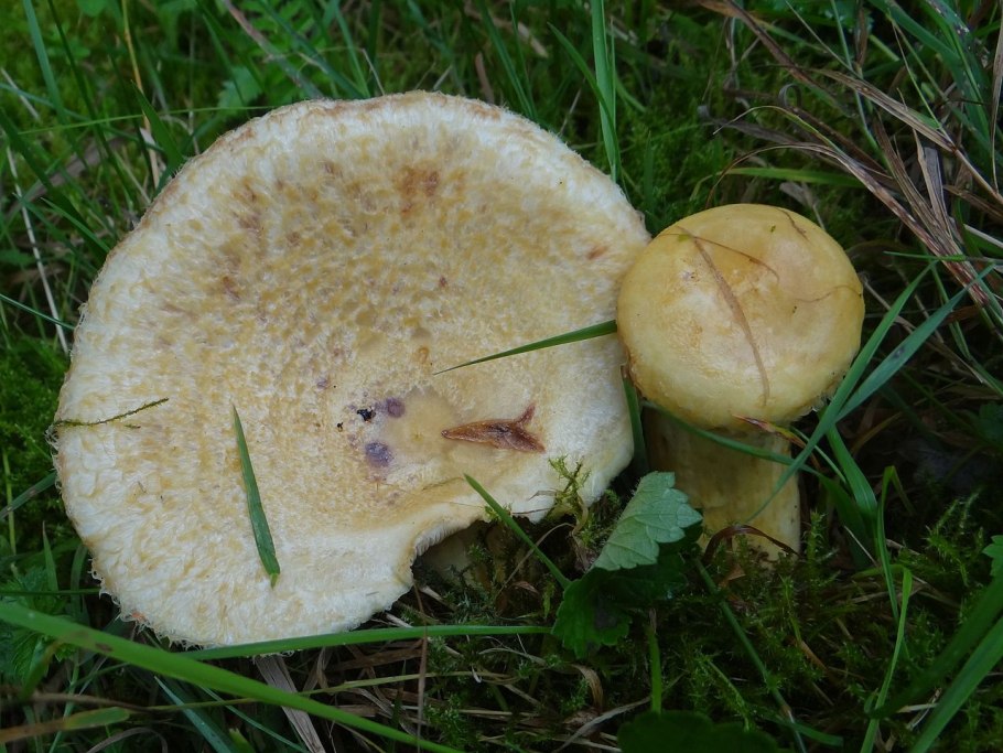 Груздь синеющий (lactárius repraesentáneus)