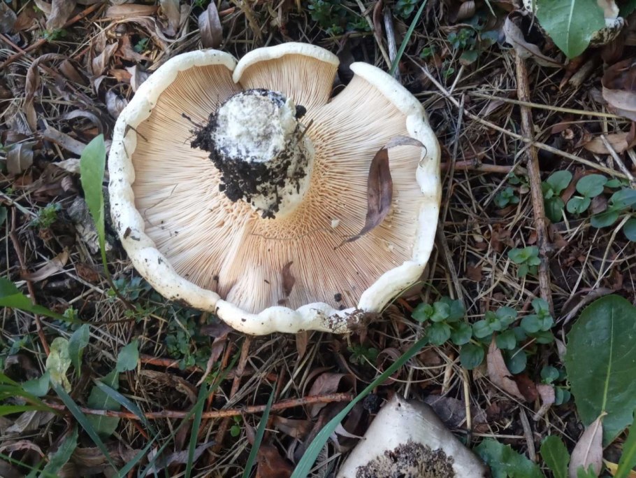 Осиновый груздь lactarius controversus