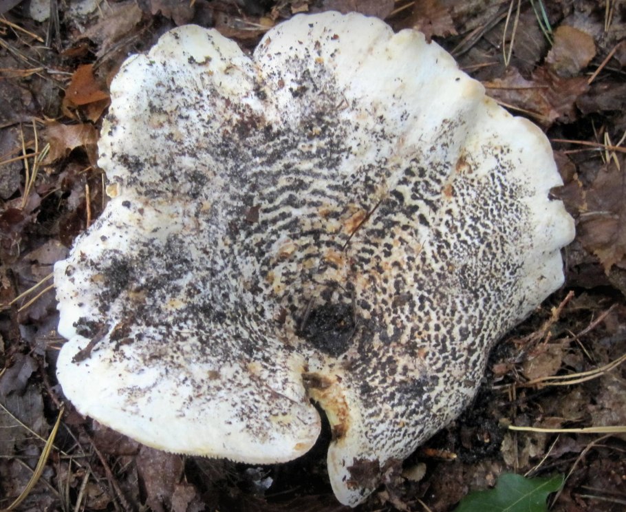 Скрипица эвриголарктические грибы