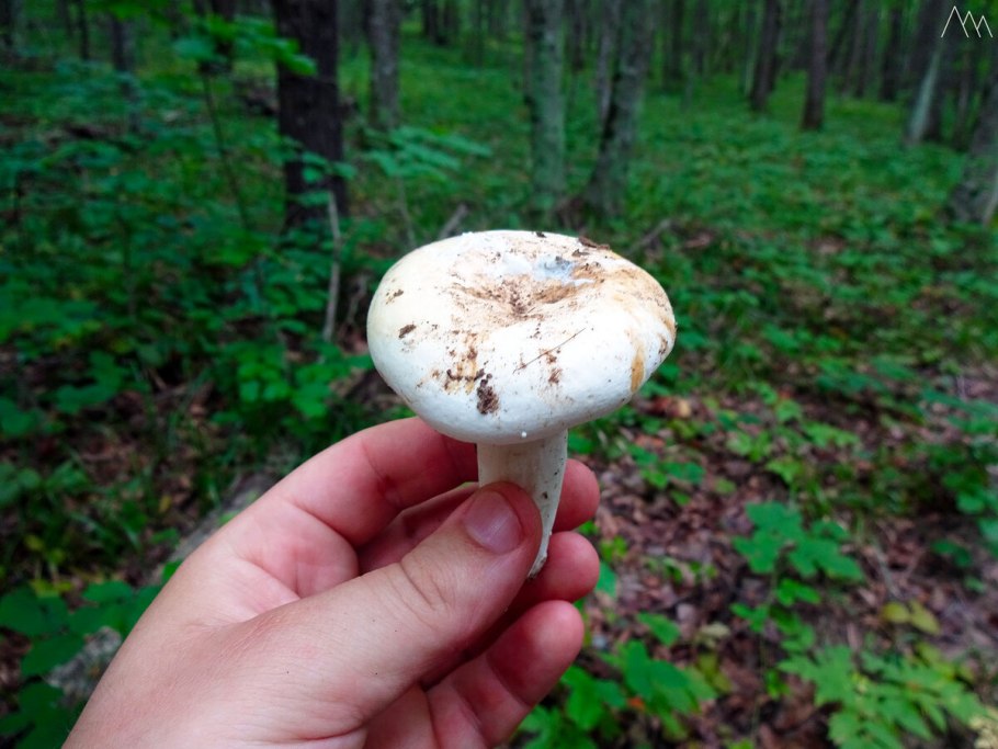 Грибы во Владимирской грузди