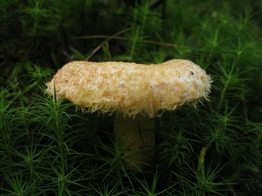 Груздь жёлтый lactarius scrobiculatus