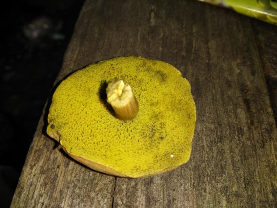 Рыжие грибы растут под елью