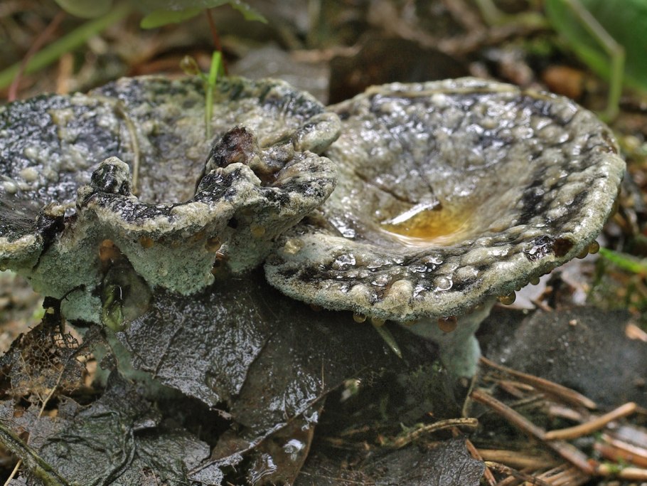 Наряду с благородными попадаются грибы попроще