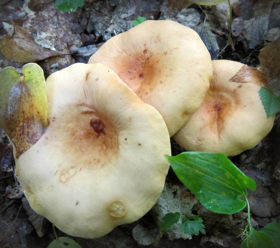 Груздь в средней полосе России с фото