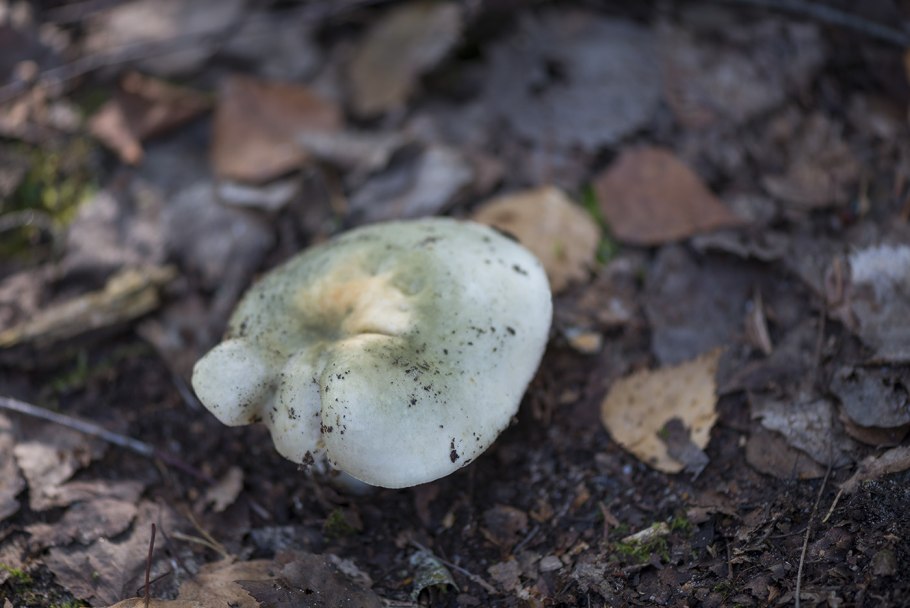 Сыроежка турецкая (Russula Turci)