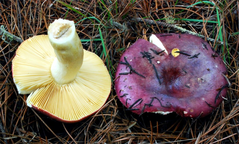Сыроежка сардониксовая Russula Sardonia