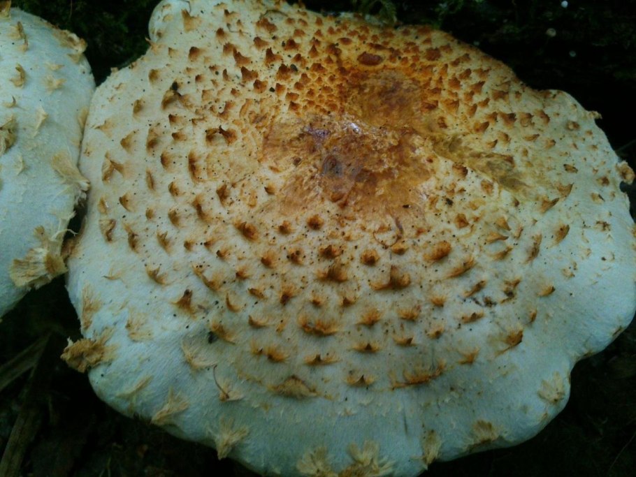 Чешуйчатка чешуйчатовидная