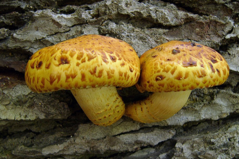 Чешуйчатка сальная Pholiota adiposa