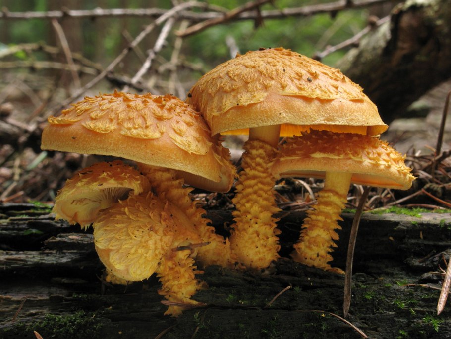 Чешуйчатка Огненная Pholiota Flammans