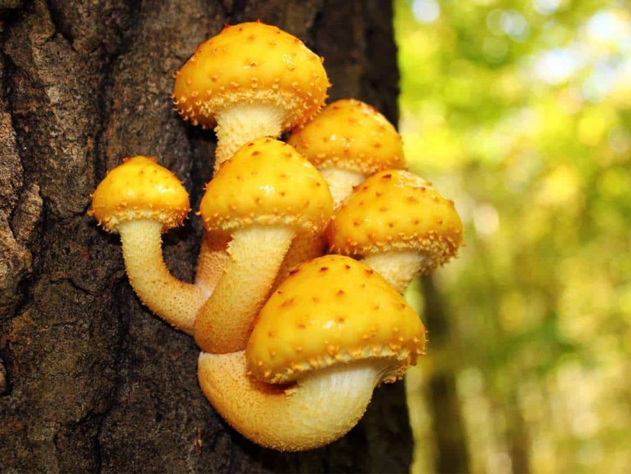 Чешуйчатка золотистая (Pholiota aurivella)