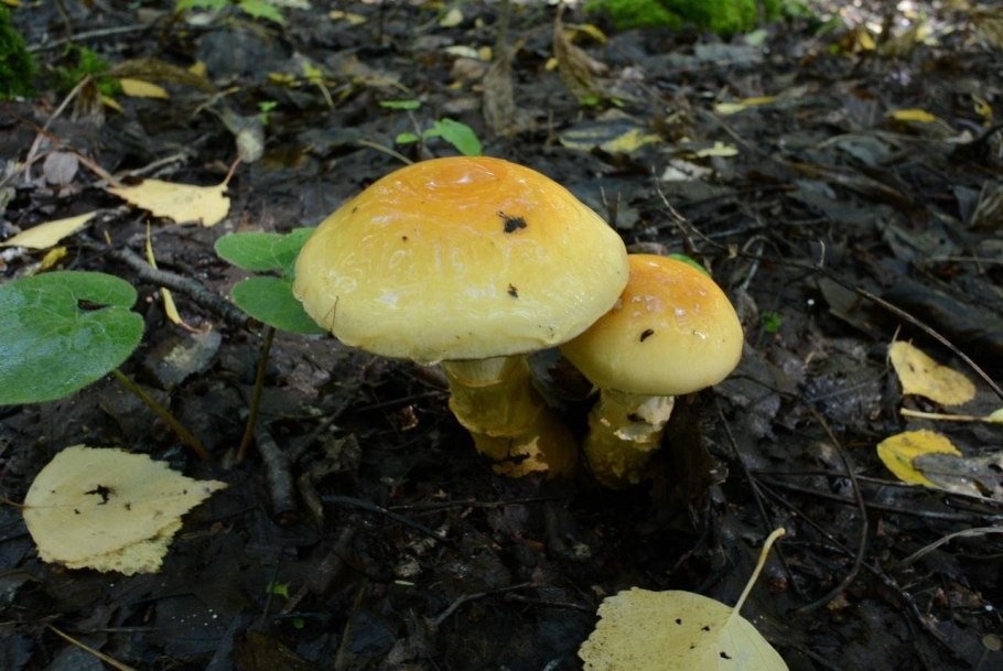 Гриб паутинник желтый Триумфальный