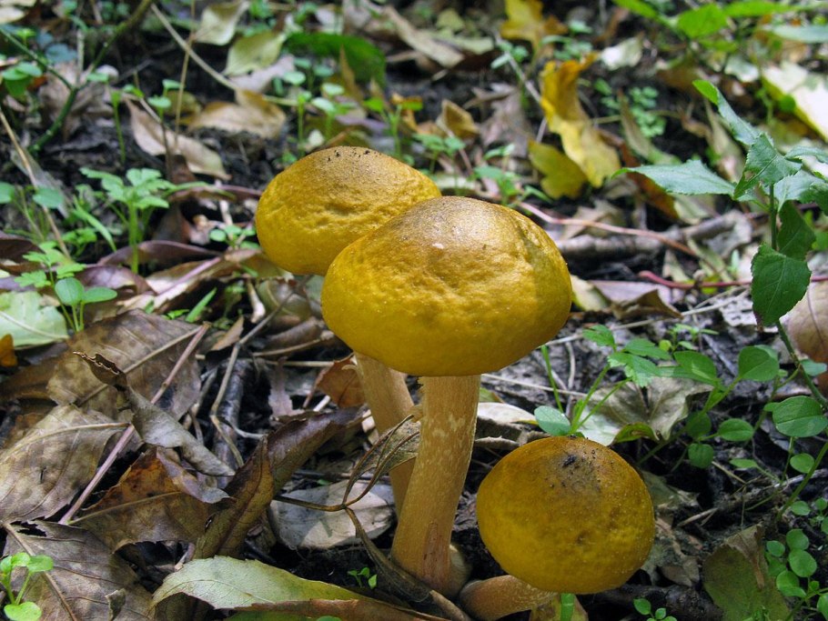 Степные грибы с желтой шляпкой
