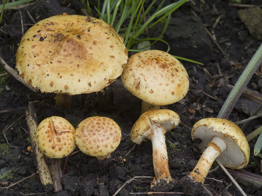 Чешуйчатка клейкая Pholiota Lucifera (Lasch)